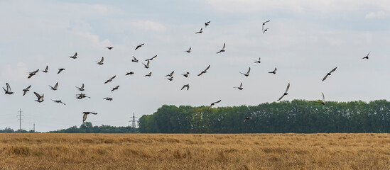 A flock of wild doves takes off from a wheat field