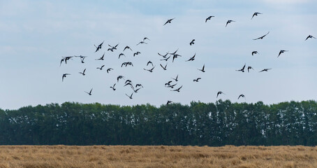 A flock of wild doves takes off from a wheat field