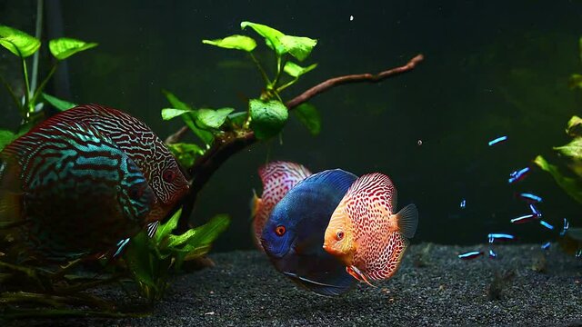 Calm discus fish in water tank Close up of fish floating. Aquaria concept