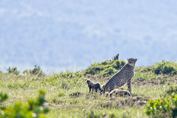 Cheetah (Acinonyx jubatus), mother with kittens, Maasai Mara, Kenya.