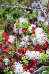 Red forest berry lingonberry in the clearing
