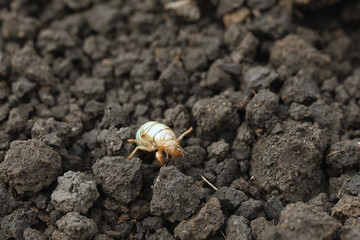 larva of Gryllotalpa gryllotalpa or European mole cricket digging ground in close up low angle view