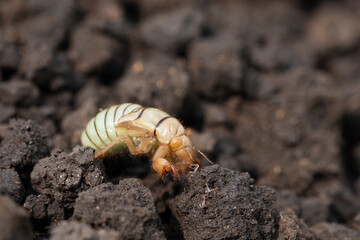larva of Gryllotalpa gryllotalpa on excavated soil. Pest of garden plan.