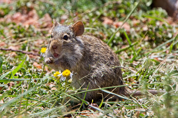 Grass Rat (bush rat)(Arvicanthis sp), near Nakuru, Kenya.