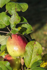 Apples on the tree