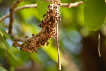 Hornets make their nests on the branches