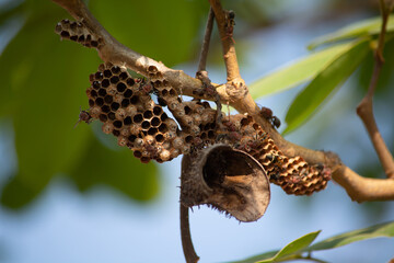 Hornets make their nests on the branches