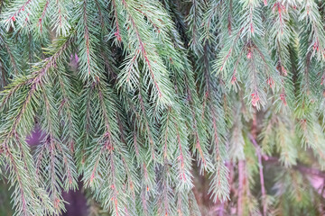 Green Fir branch with needles