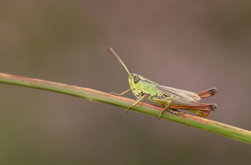 Fototapeta premium A pretty Meadow Grasshopper, Chorthippus parallelus, perching on grass.