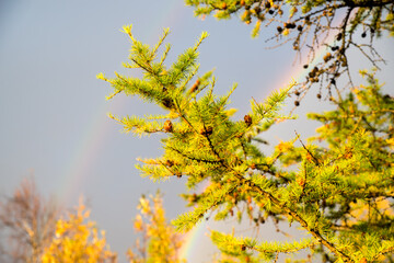 Fototapeta na wymiar Spruce branch on the background of a multi-colored rainbow