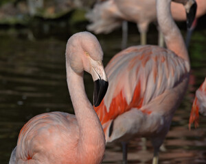 The elegant pink ,Chilean Flamingo.