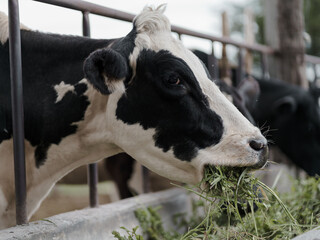 cow with white spots with black eating. animal concept