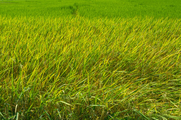 Grass and Rice fields used for background
