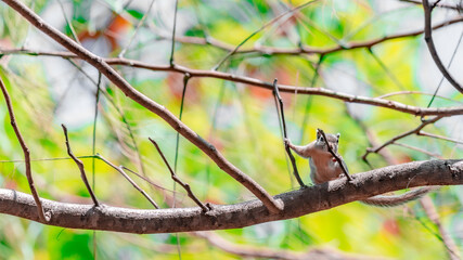 The funny squirrel on the branch of tree.