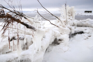 Alder in icy icicles after a storm and freezing rain on the seaside