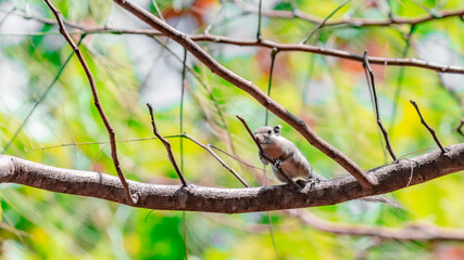 Funny chipmunk on the tree in the jungle 