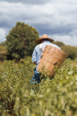 Latino harvesting chile. food concept