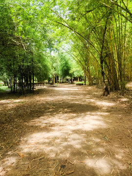 Bamboo forest in Kaveri Nisargadhama Coorg, Karnataka.