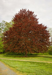Red Beech Tree, Easton, Md