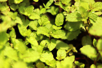 Mint leaves background, peppermint, Green mint plant grow at vegetable garden