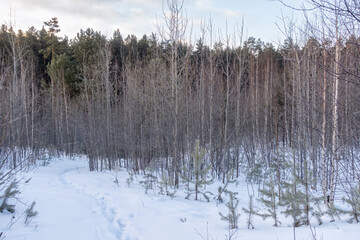 Young Pines and birches in the winter forest at sunrise