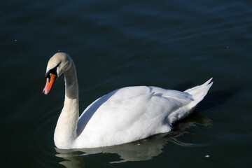 Fototapeta premium A Mute Swan on the Water