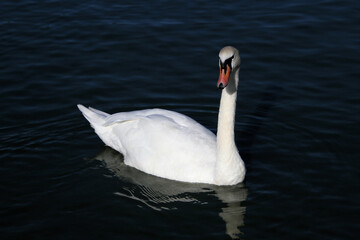 A Mute Swan on the Water