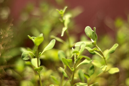 Thyme herb growing in garden. Organic herbs green thyme plant