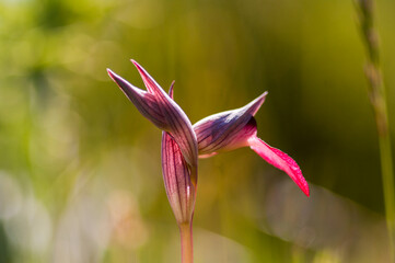 Colorful bee orchid, in a spring landscape