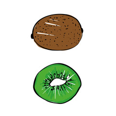 Vector illustration of a colored kiwi on a white isolated background. Shop sketch, banner, menu, and logo.