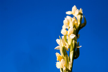 Colorful bee orchid, in a spring landscape