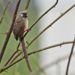 Speckled Mousebird (Colius striatus), perched in a tree, Nairobi, Kenya.