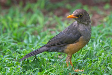 Olive Thrush (Turdus olivaceus abyssinicus), Nairobi, Kenya.