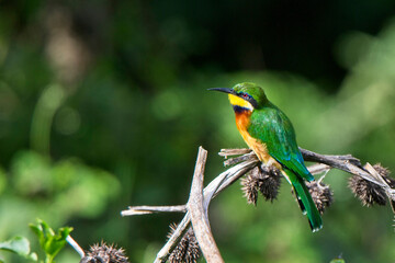 Cinnamon-chested Bee-eater (Merops oreobates), perched on a branch, near Nairobi, Kenya.