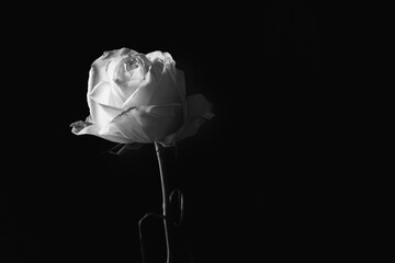 Black and white image of a withered rose on a dark background with copy space.