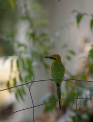 bee-eater