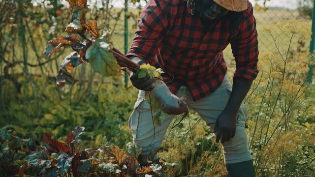 African farmer harvesting beetroot. Taking out vegetables from the soil. High quality 4k footage