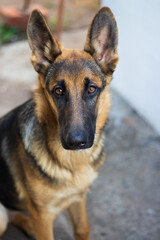 a young German shepherd dog with beautiful brown smart eyes and big funny ears sits in the yard
