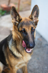 beautiful young german shepherd girl with big funny ears sits on the street and licks her lips