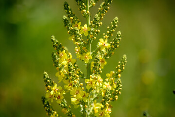 Vivid yellow flowers of Verbascum densiflorum plant, commonly known as dense flowered mullein, in a sunny summer garden, beautiful outdoor floral background photographed with soft focus.