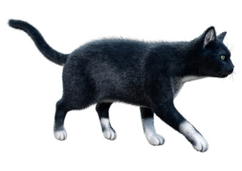 3D Rendering Black Cat on White