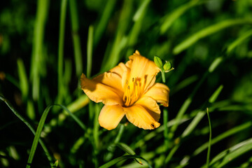 One vivid orange flower of Hemerocallis Lilium or Lily plant in a British cottage style garden in a sunny summer day, beautiful outdoor floral background photographed with soft focus.