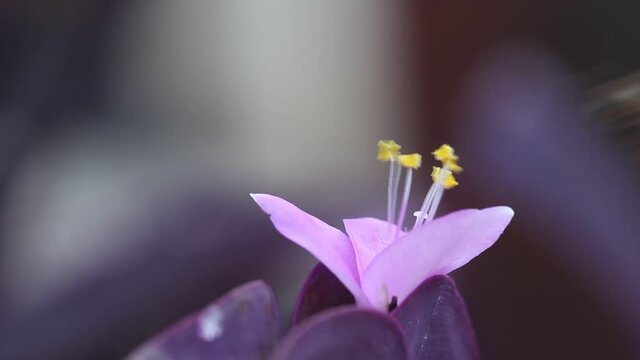 Flower purple heart plants or tradescantia pallida (Rose) D.R.Hunt with single bee drinking nectar nature insect background	