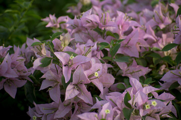 flowers in the garden
