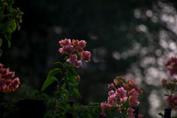 pink flowers in the garden