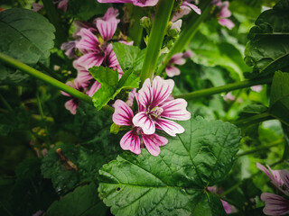 Cheese flower with leafs and petals and have beautiful dark and white background.