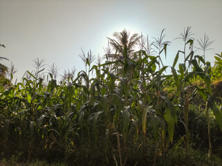 corn field at sunset