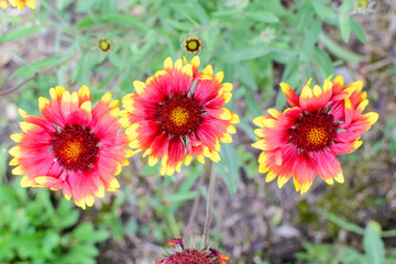 Many vivid red and yellow Gaillardia flowers, common name blanket flower, and blurred green leaves in soft focus, in a garden in a sunny summer day, beautiful outdoor floral background.