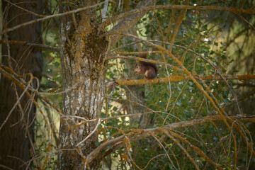 Squirrel eating leaves in a tree