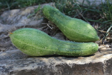 Cucumber | Concombre